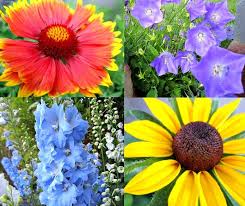 We did not find results for: Yard Garden Outdoor Living 2000 4000x Periwinkle Seeds Backyard Garden Balcony Easy Grow Flower Plant Plants Seeds Bulbs