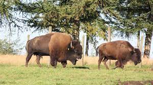 Two extant and six extinct species are recognised. Bisons Panopark
