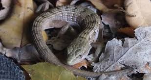 Image result for Laggera elatior