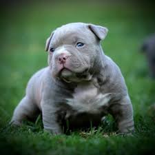 Xl, extreme, & pocket bullies. Amazing American Bully Transformations From Puppies To Adults American Bully Puppies American Bully Pocket