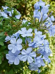 Image result for Plumbago auriculata