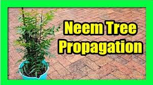 Learn How To Grow Neem Tree From Branch Cuttings Air Layering And Seeds In Easy To Follow Steps In 2021 Neem Propagating Plants Plants