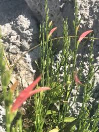 Image result for Dicliptera minor