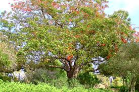 Image result for Erythrina crista-galli
