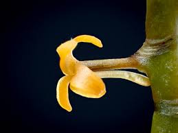 Image result for Rhipidoglossum ovale