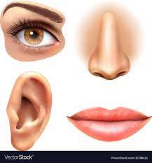 human face parts 4 sense organs icons square collection of eye nose mouth and ear realistic vector illustration download a fr face images nose icon set vector