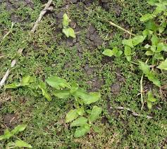 Image result for Portulaca quadrifida