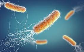 The bacteria takes advantage of an individual's weakened immune system to create an infection and this organism also produces. Neue Funktion Bei Pseudomonas Aeruginosa Entdeckt Biermann Medizin