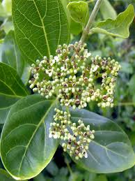Image result for Premna serratifolia