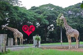 Zoo Mysore India Mysore Zoo Mysore Karnataka