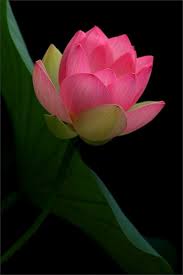 pink lotus flower beautiful flowers flower pictures pink lotus