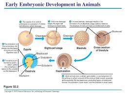 Effect of high level of progesterone: An Introduction To Animal Diversity Ppt Download