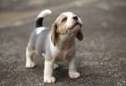 Windy Hills Bluetick Beagles - Home