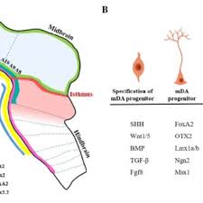 Vsource (malaysia) sdn bhd (company no. Pdf Development And Differentiation Of Midbrain Dopaminergic Neuron From Bench To Bedside