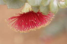 Eucalyptus Macrocarpa Australian Flowers Flower Essences Australian Wildflowers