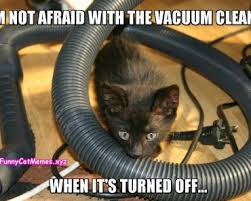 The internet loves cats whether they're grumpy, happy, sad, or just moments from creating mischief. Funny Cat Memes Page 5 Of 8 Funniest Cat Memes For All Ages