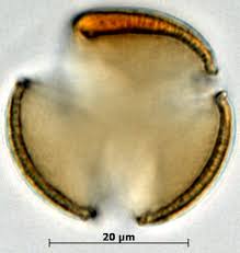 Image result for Micrargeria filiformis