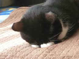 「すまん寝」の画像検索結果