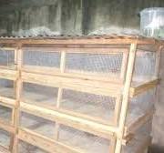 Modern broiler cage: HOW TO MAKE 120 chickens on 3m² - YouTube