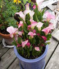 Learn all there is to know about canna lily plant care: How To Store Calla And Canna Lilies Garden Making
