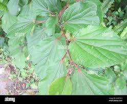 Image result for Trimeria