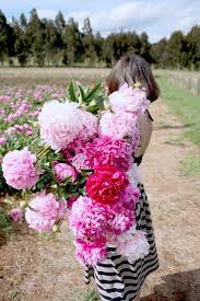 The flowers were so fresh, nicely arranged and delivered half an hour earlier than the time in my request (my note for them was ' a.s.a.p, no later than 14:00 pm ). Page Not Found Melbourne Florist Beautiful Flowers Flower Garden Beautiful Blooms