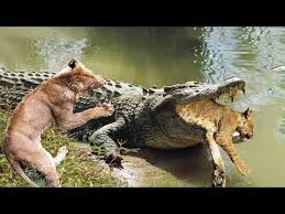 Sky Animals Videos Collection Youtube Animal Attack Wild Animals Attack Animals Wild