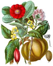 Image result for Clusiaceae