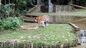 Trip.com provides travelers with information about lost world of tambun like the address, business hours, ticket prices, a general introduction, recommendations nearby, hotels, restaurants, reviews, and more. Lost World Of Tambun Zoo Picture Of The Banjaran Hotsprings Retreat Ipoh Tripadvisor