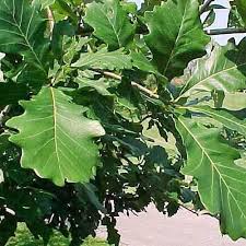 Image result for white oak leaf