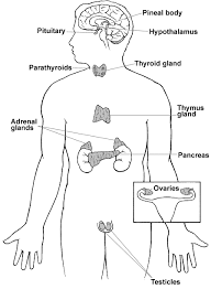 Perhaps the reason for this is that the endocrine system uses chemical messengers, called _____, instead of _____. Http Ndclscience Weebly Com Uploads 9 0 5 2 90526819 5 17 Endocrine Handout Pdf