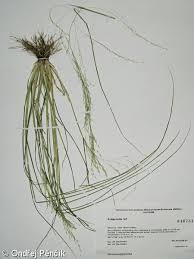 Image result for Eragrostis tef