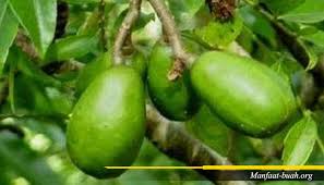 Khasiat kedondong yang selanjutnya yaitu manfaat buah ini untuk dijadikan sumber makanan penguat daya tahan tubuh. Bahaya Buah Kedondong Untuk Ibu Hamil Manfaat Buah