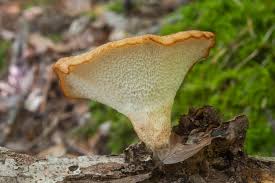 Image result for Polyporus pendulus