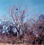 Image result for Entandrophragma caudatum