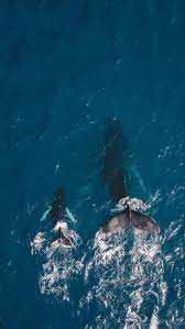 Your Perfect 4 Days In The Azores Itinerary For Sao Miguel Ocean Wallpaper Animal Wallpaper Ocean Iphone
