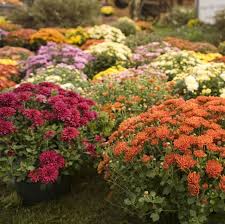 Check spelling or type a new query. 30 Best Fall Flowers For An Autumn Garden Prettiest Flowers To Plant In The Fall