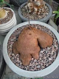 Image result for Dioscorea sylvatica