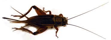 Resultado de imagen de ortópteros