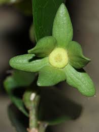 Image result for Huberantha