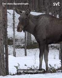 I fjol var svt:s succé den stora älgvandringen större än någonsin, med nästan 600 timmar sändning och 22 fjärrstyrda. Svt Natur Home Facebook