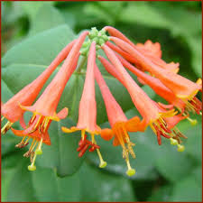 Image result for Lonicera confusa