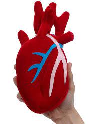 Anatomically Correct Plush Beating Heart Heart Plush Think Geek Geek Toys