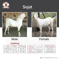 We are always ready for help to people who like to start goats farm or by goats for our farm we believe in quality that is our project Goat Farming In Maharashtra India Boer Goat Farming Services