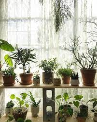 Check spelling or type a new query. 10 Bedroom Plants To Help Give You The Best Sleep Ever