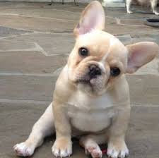 These little fluffy balls of dynamite, hardly shed at all. French Bulldog Dog Breed