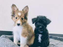 Friar is the perfect mini goldendoodle puppy. Georgia Puppies Online Atlanta 1 678 502 0930