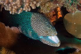White Mouth Moray Eel Gymnothorax Meleagris Also Known As The Comet Moray Eel Salt Water Fish Moray Eel Fish For Sale