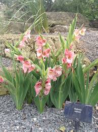 Image result for Gladiolus ecklonii