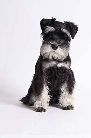 Breeders of merit are denoted by level in ascending order of: Black And White Schnauzer Puppy
